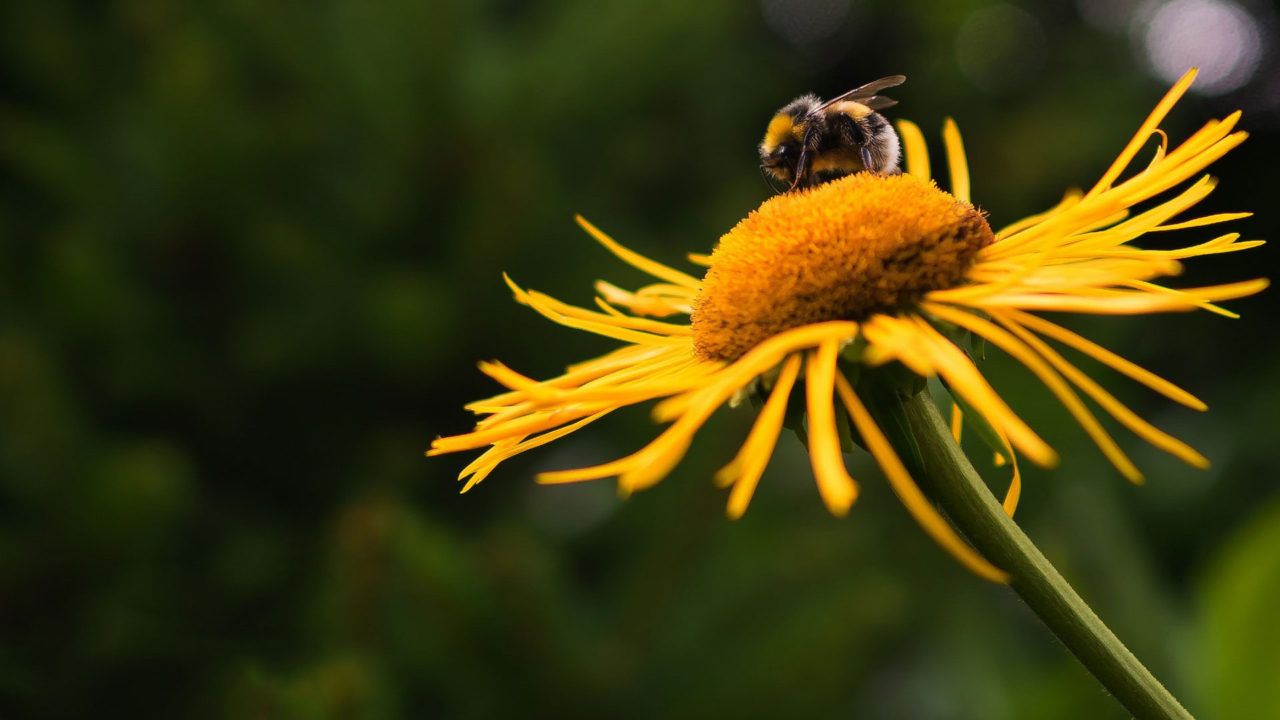 https://imperialdeometepe.com/wp-content/uploads/2018/05/abeja02_mielimperialometepe-1280x720.jpg