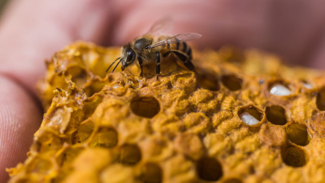 Estados Unidos aprueba el uso de vacuna para salvar a las abejas