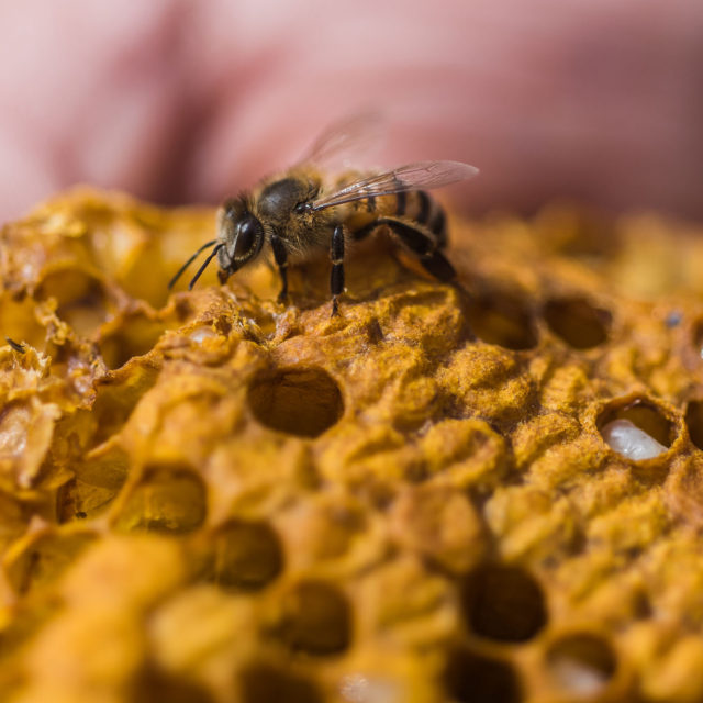 Estados Unidos aprueba el uso de vacuna para salvar a las abejas