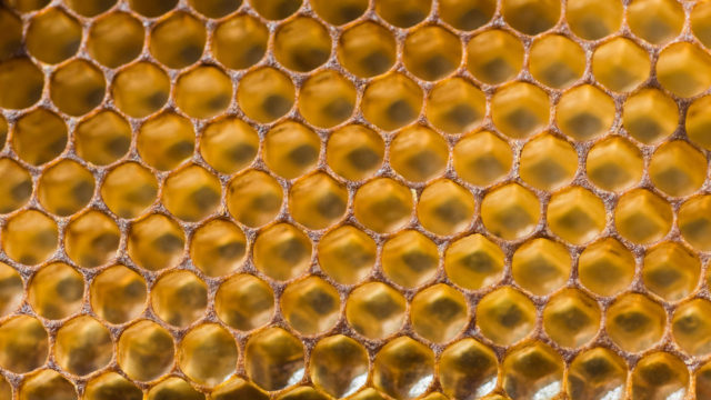 La longevidad de las abejas: ¿Cada vez viven menos?