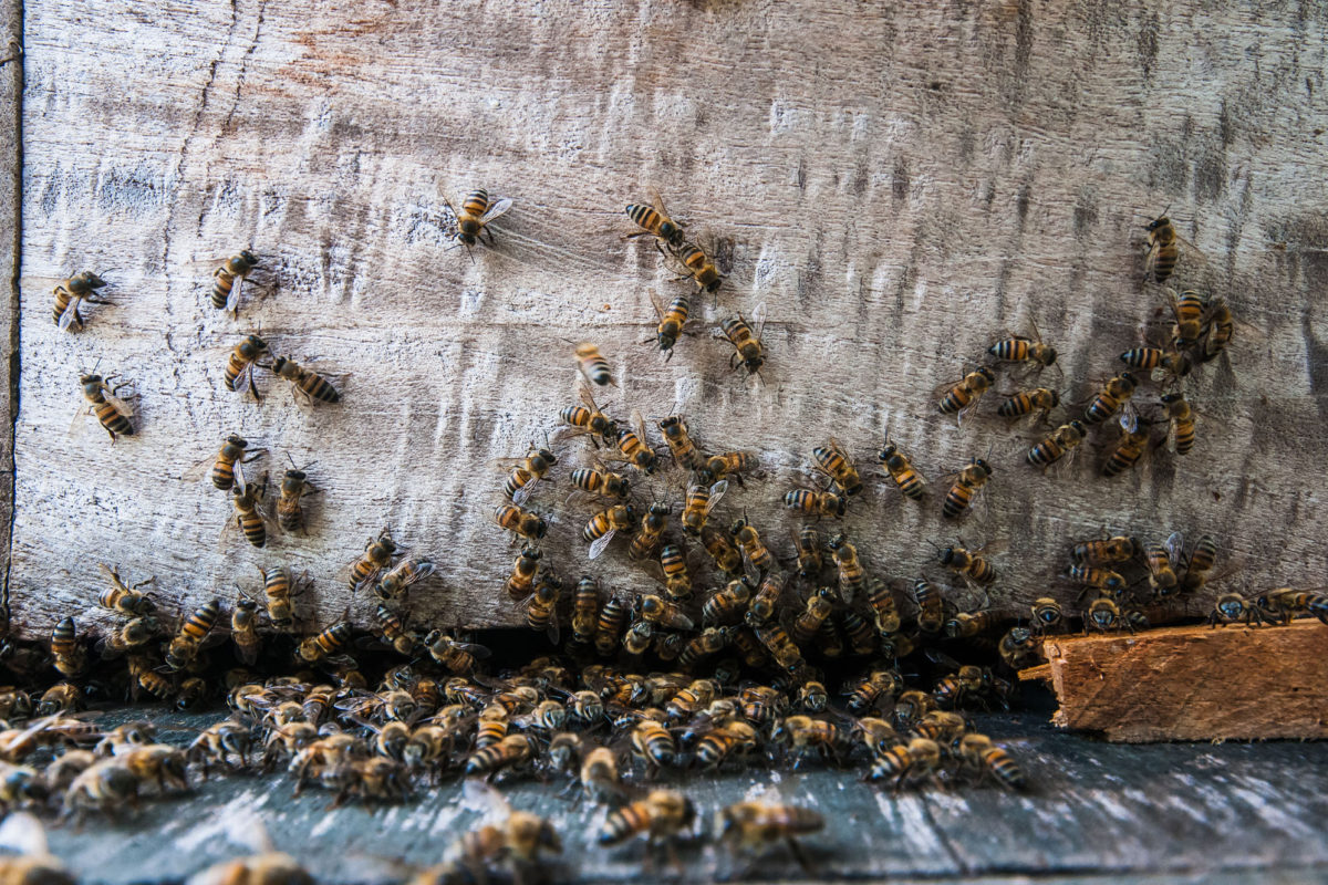 Guía: Cómo ser amigable con las abejas