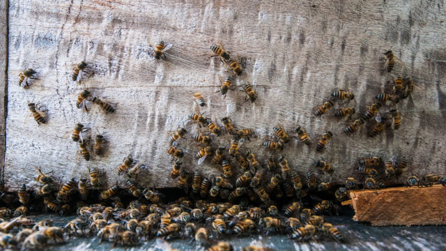 Guía: Cómo ser amigable con las abejas