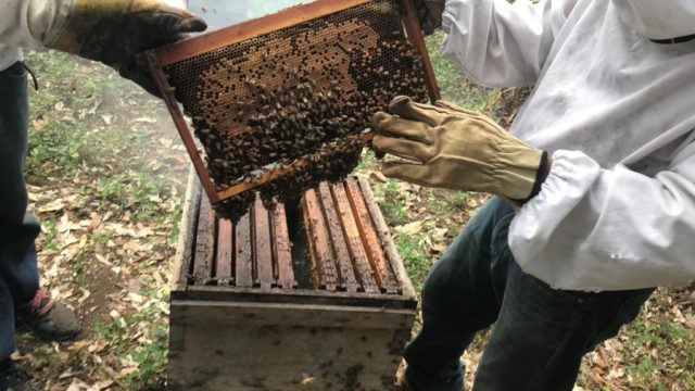 Temporada de cosecha: extracción de miel