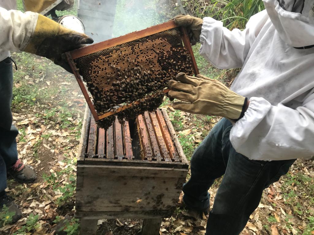 Temporada de cosecha: extracción de miel