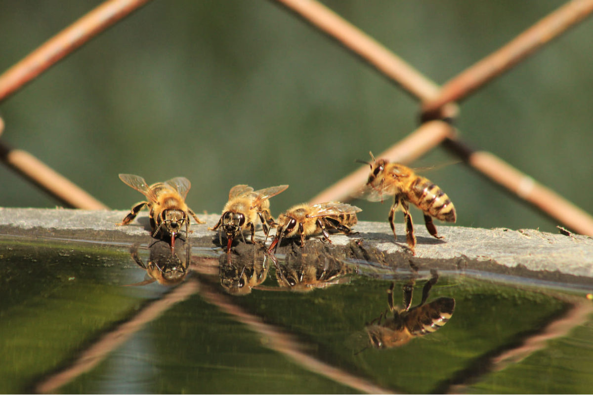 La importancia del agua para las abejas