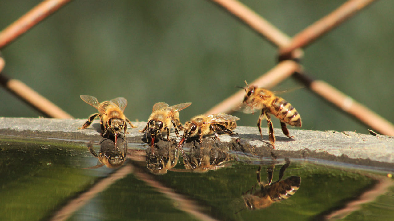 https://imperialdeometepe.com/wp-content/uploads/2023/04/abejas-bebiendo-agua-1280x720.jpg